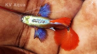 Elephant Ear Platinum Red Tail Guppy Pair -  Guppy Fish Farm in Kerala