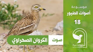 Eurasian Stone curlew صوت كروان  صحراوي كروان اوراسي