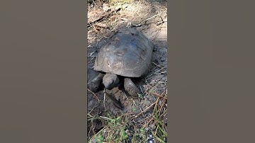 Gopher Tortoise Digging Burrow #shorts #nature 🐢