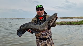 видео: Майский Жор Змееголова! картинка: Майский Жор Змееголова!