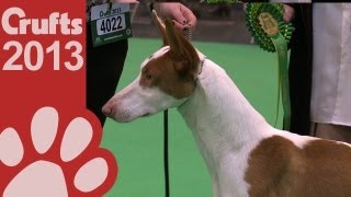 Ibizan Hound  Best of Breed  Crufts 2013