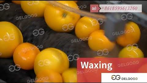 Fruit Washing Waxing Sorting Machine Processing Line