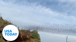Thousands of bats emerge from their desert cave | USA TODAY