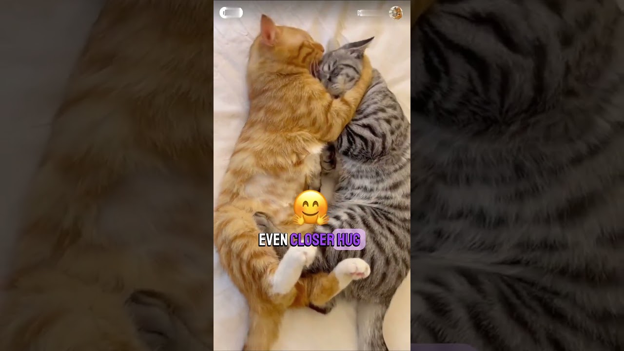 Две кошки оказались в центре самой милой в мире сессии объятий 😻✨ 