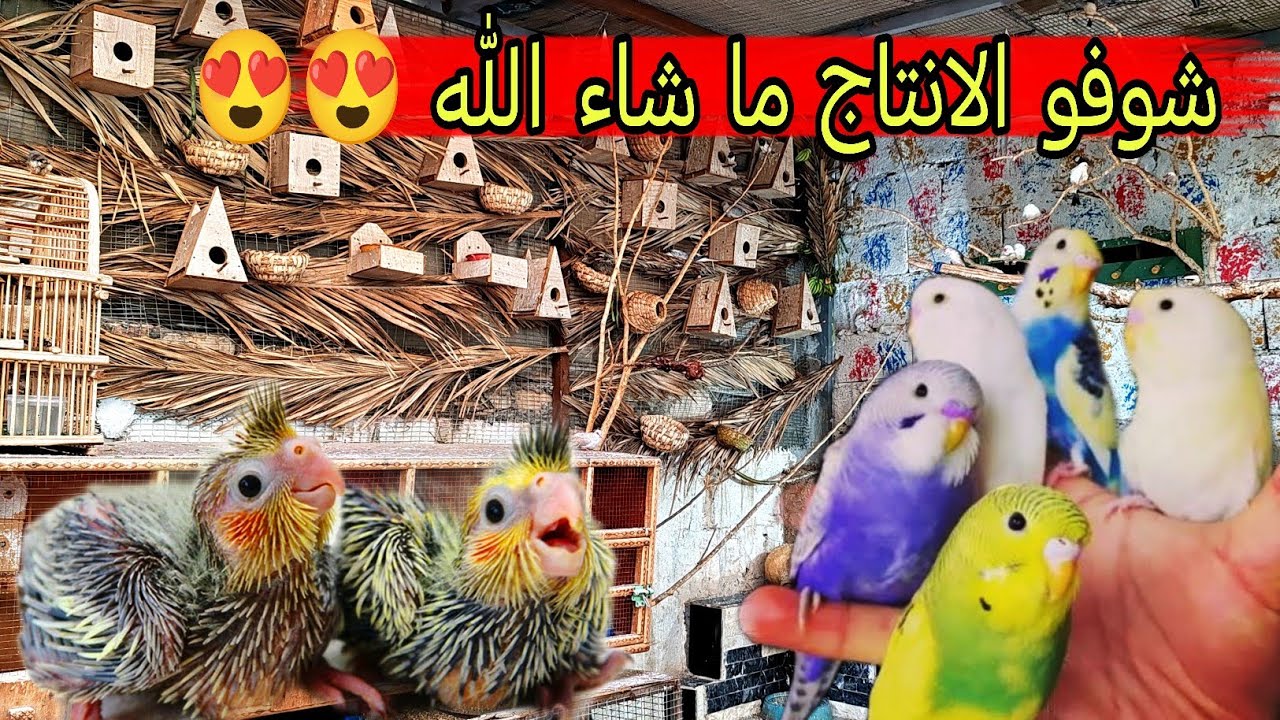 صورتلكم انتاج الطيور 🦜🦜وتفاصيل المحميه #محمية#طيور 