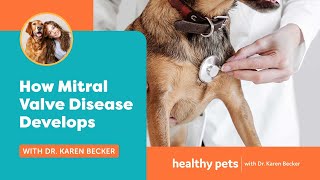 Dr. Becker: How Mitral Valve Disease Develops