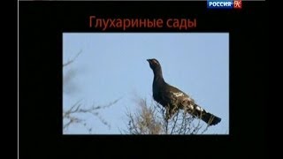 Глухариные сады. Страна птиц.