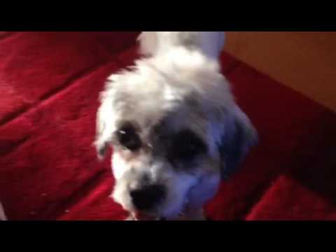 Video: Hur dog scrappy doo?