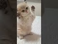 LAGU ASIK BUAT KUCING LUCU