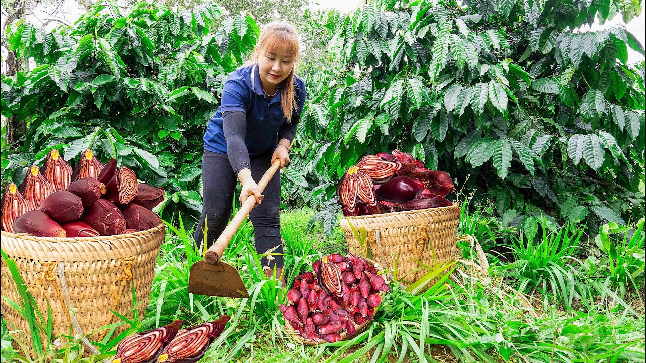 Harvesting purple ginseng to sell at the market Landscape construction
