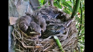 Pair of Blackbird (Turdus merula) bringing food to the nest with 4 chicks Pedoulas 8/6/2023 – Cyprus