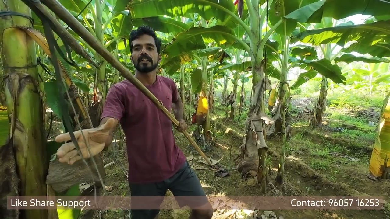 ടെൻഷൻ വേണ്ട തോട്ടികൊണ്ട് വഴക്ക് കയറിടാം