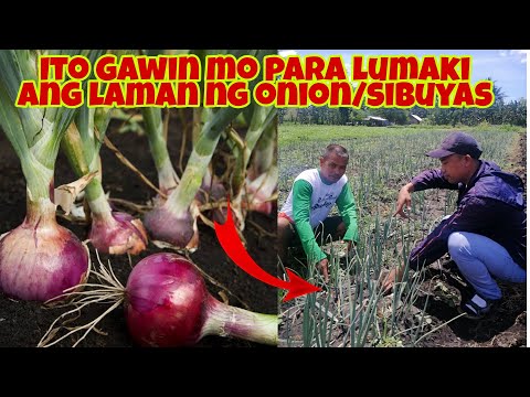 Video: Paano pakainin ang sibuyas upang ito ay malaki