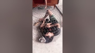 Anh nhớ em chiến kê của anh 😢😢