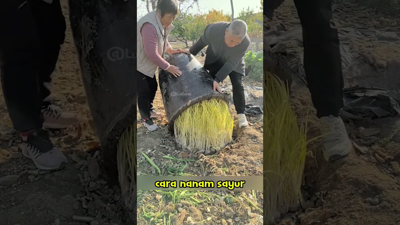 CARA NANAM SAYUR INI EFEKTIF GAK? #shortvideo #faktaunik #education