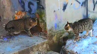 Angry cats scream loudly at each other on the street by My Little Friend 106 views 4 years ago 3 minutes, 14 seconds