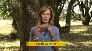 Potato, Harvest, Research, Farm to Fork, Sweet Potato - America's Heartland