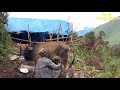 old mens cow farm//rural village nepal//