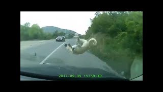 BIG DOG HIT BY A CAR (MACEDONIA)