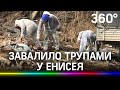 Кучи разлагающихся трупов животных нашли у Енисея под Красноярском