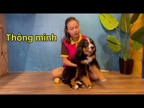 Video: Do Dogs đạt REM khi họ ngủ?