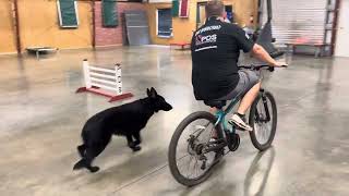 Beautiful German Shepherd Personal Protection Dog 'Tyson' 14 Mo's Obedient Graceful Happy Athlete by Protection Dog Sales 147 views 2 days ago 2 minutes, 31 seconds