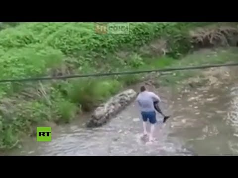 Un hombre saca en Rusia a un delfín de un río con sus manos