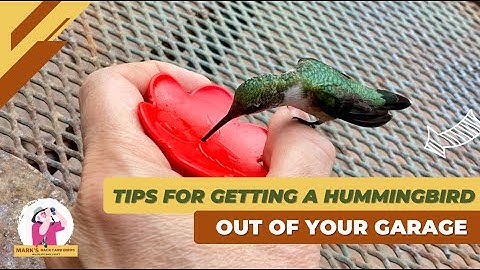 Tips For Getting a Hummingbird Out of Your Garage