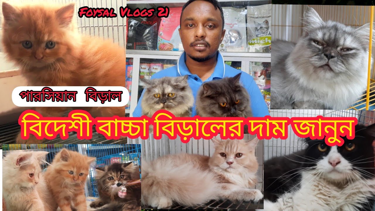 Persian cat beagle love bird pet food persian cat price in