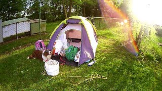 Welcome Summer 2018 - dogfrisbee