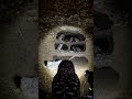 What a Burrowing Owl Sees Underground | Realistic POV