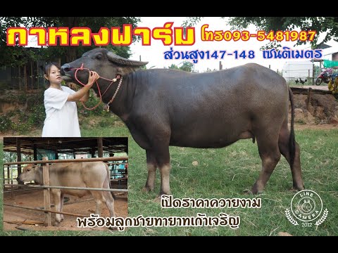 เปิดราคาควายงามสายพัฒนา..ที่โดดเด่นในเรื่องของความยาวและใบหน้าที่สวยงาม..พร้อมลูกชายทายาทเก้าเจริญ