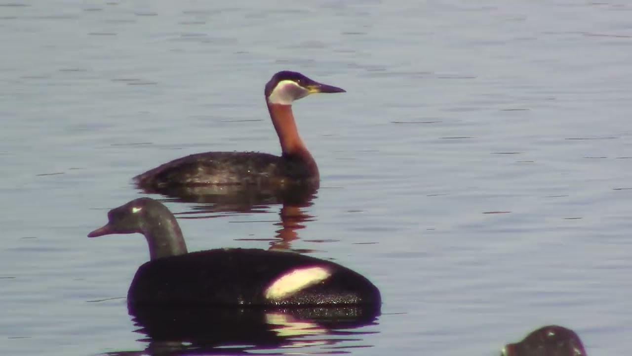 ТУРПАНА МНОГО КАК КОМАРОВ. ОХОТЫ НА УТОК 2024