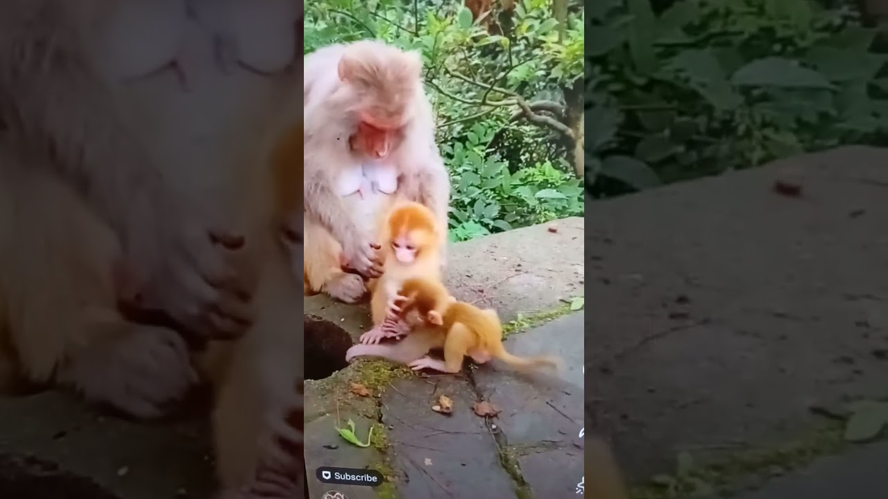Twin baby Monkeys are so active