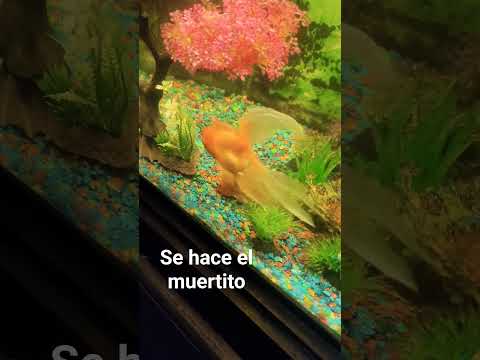 26 de mayo de 2026