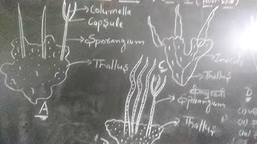 Anthoceros (hornworts)