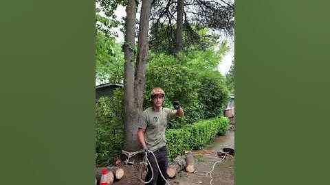 Throw a rope, like an Arborist.