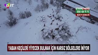 Yaban keçileri yiyecek bulmak için karsız bölgelere iniyor