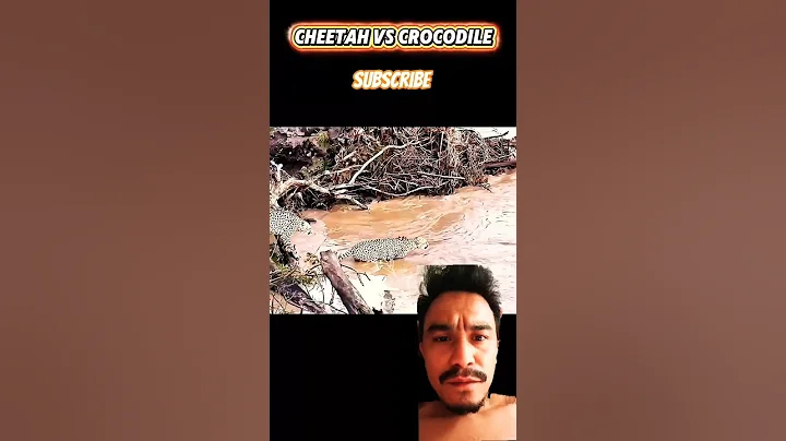 crocodile chasing cheetah #trending #animals #wildlife #viralshorts #youtubeshorts