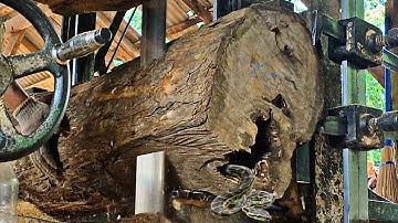 Unexpected surprise while sawing a hollow teak log disturbing at the sawmill