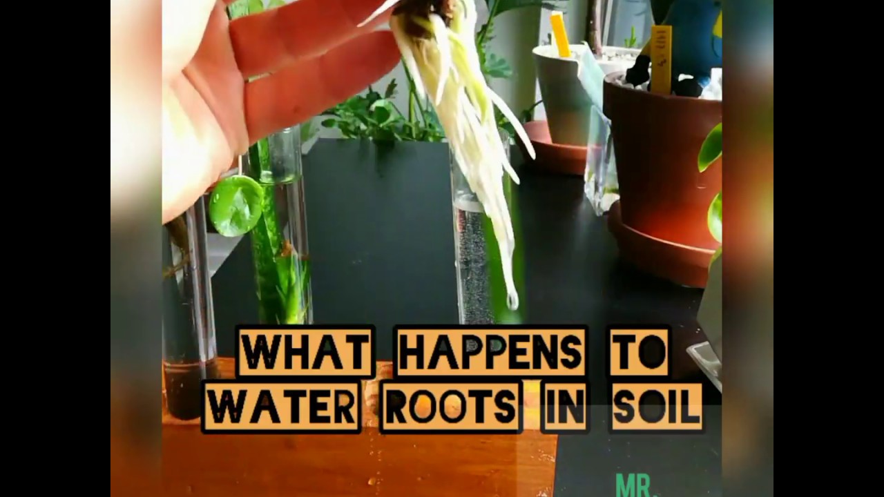 What happens to water roots in soil YouTube