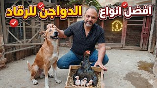 افضل انواع الدواجن للرقاد وسبب كبس الكتاكيت 