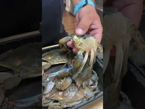 Video: Moeten krabben worden gezuiverd?