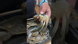 How to Clean A Soft Shell Crab For Cooking and Eating #youtube #subscribe #softshellcrab