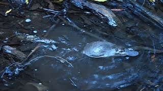 Platypus Ornithorhynchus Anatinus Feeding, Mount Field National Park, Tasmania, Australia, Septemb