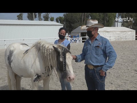 Vídeo: Consells Per A Pares D’animals De Companyia Per Tractar L’estrès De Les Vacances