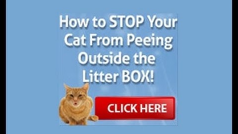 How To Stop Cat Spraying Nomore