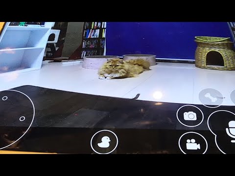 ネコちゃん大好きバー（エデン神田）からライブ中継