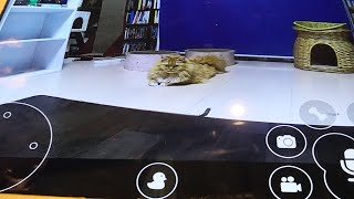 ネコちゃん大好きバー（エデン神田）からライブ中継
