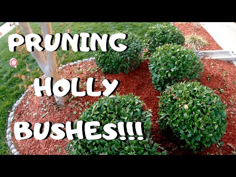 Video: Holly Bush Vinterskade - Behandling af kristtorner med bladskorne